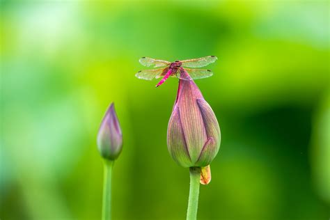 蜻蜓 預兆|蜻蜓入宅有何含義？風水師解釋